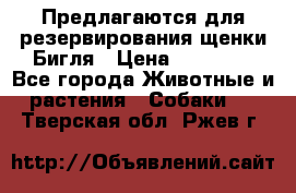 Предлагаются для резервирования щенки Бигля › Цена ­ 40 000 - Все города Животные и растения » Собаки   . Тверская обл.,Ржев г.